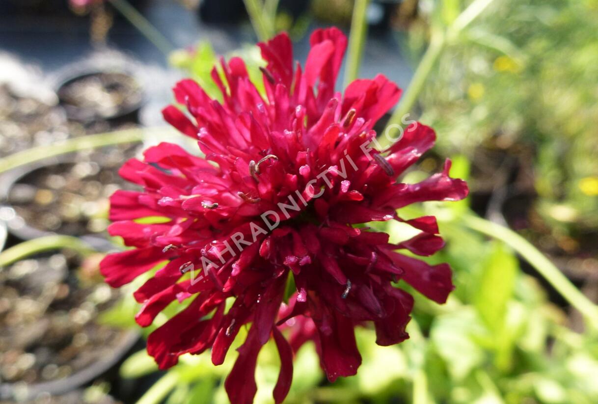Chrastavec 'Melton Pastels' - Knautia macedonica 'Melton Pastels'