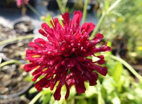 Chrastavec 'Melton Pastels' - Knautia macedonica 'Melton Pastels'