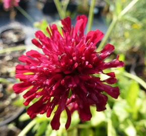 Chrastavec 'Melton Pastels' - Knautia macedonica 'Melton Pastels'