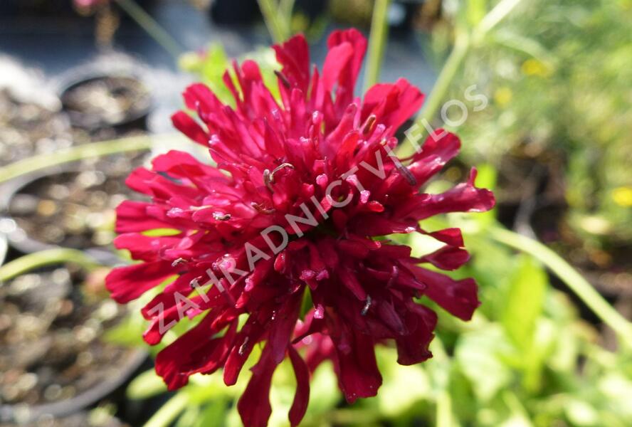 Chrastavec 'Melton Pastels' - Knautia macedonica 'Melton Pastels'