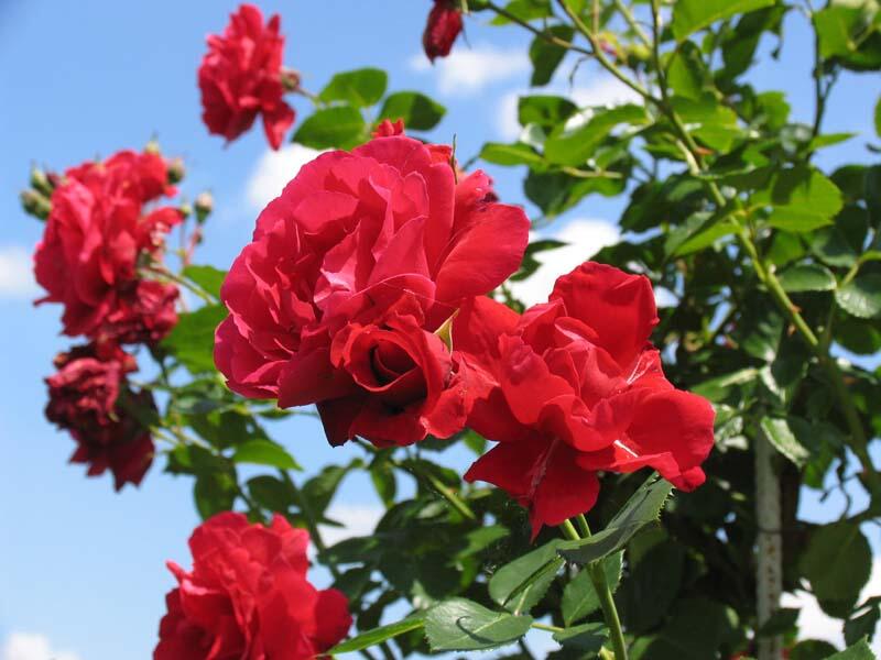 Růže pnoucí Kordes 'Sympathie' - Rosa PN 'Sympathie'