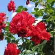 Růže pnoucí Kordes 'Sympathie' - Rosa PN 'Sympathie'