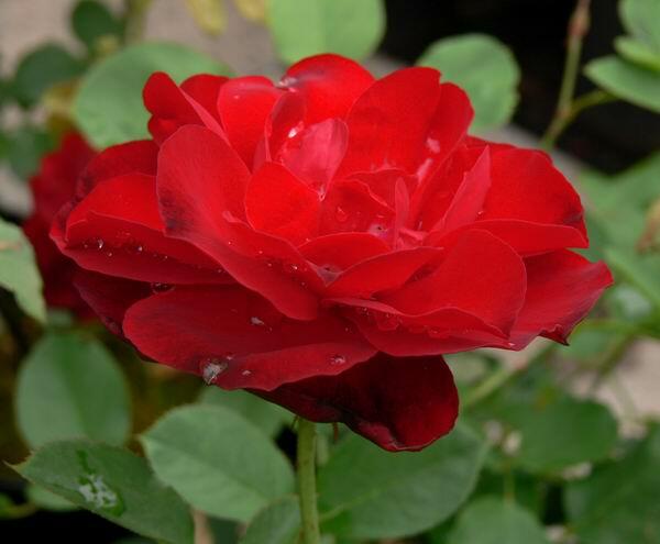 Růže pnoucí Kordes 'Sympathie' - Rosa PN 'Sympathie'