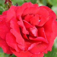 Růže pnoucí Kordes 'Sympathie' - Rosa PN 'Sympathie'