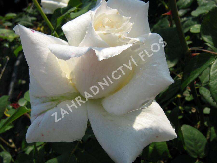 Růže velkokvětá 'Pascali' - Rosa VK 'Pascali'