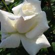 Růže velkokvětá 'Pascali' - Rosa VK 'Pascali'