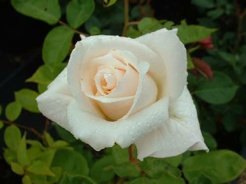 Růže velkokvětá 'Pascali' - Rosa VK 'Pascali'