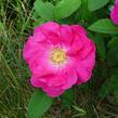 Růže keltská - Rosa gallica