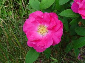Růže keltská - Rosa gallica