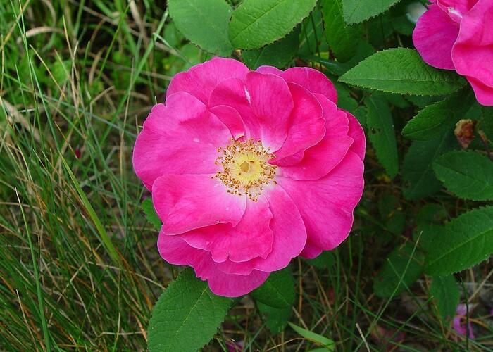 Růže keltská - Rosa gallica