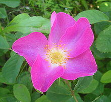 Růže keltská - Rosa gallica