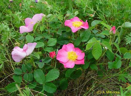 Růže keltská - Rosa gallica