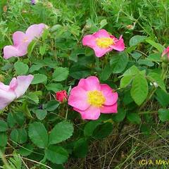 Růže keltská - Rosa gallica