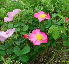 Růže keltská - Rosa gallica