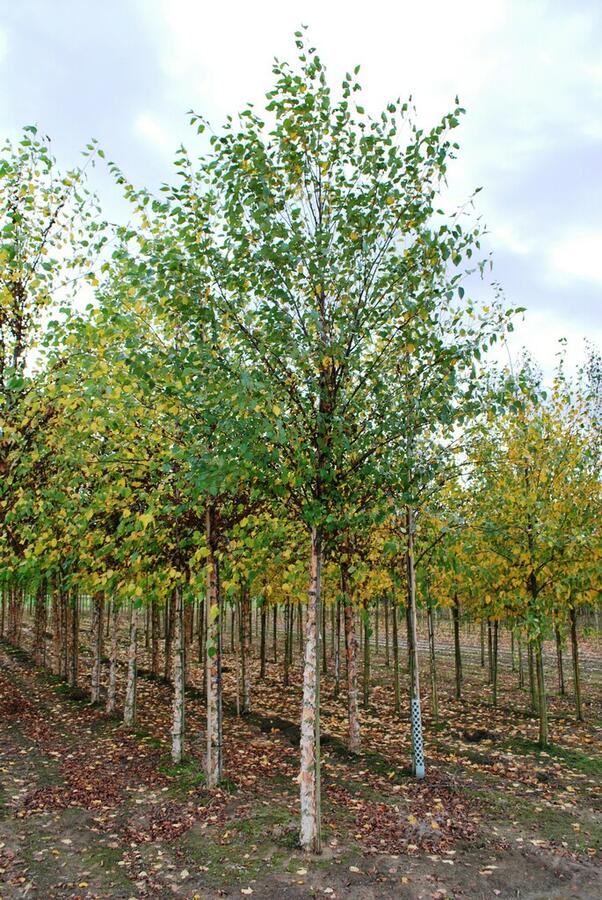 Bříza černá - Betula nigra