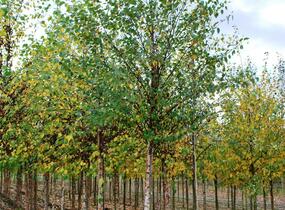 Bříza černá - Betula nigra