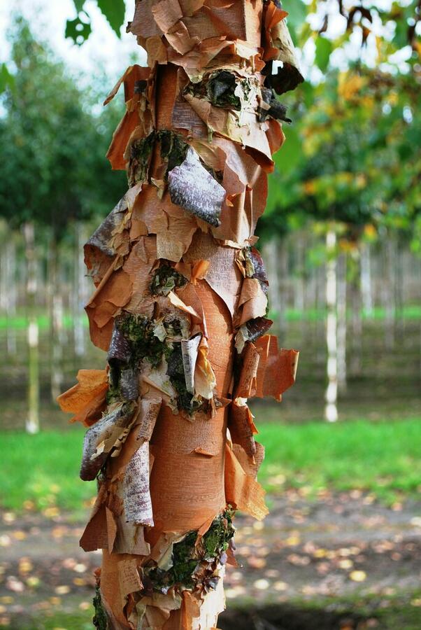 Bříza černá - Betula nigra