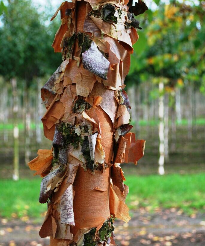 Bříza černá - Betula nigra