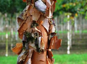 Bříza černá - Betula nigra