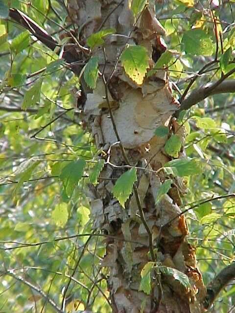Bříza černá - Betula nigra