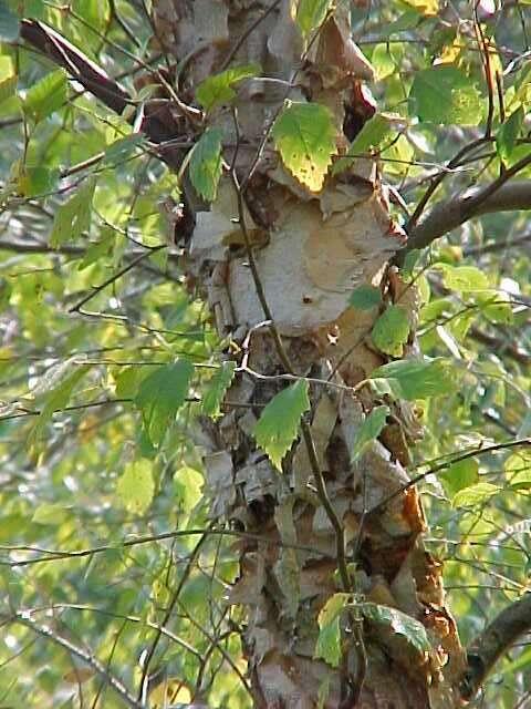 Bříza černá - Betula nigra