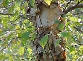 Bříza černá - Betula nigra