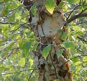 Bříza černá - Betula nigra