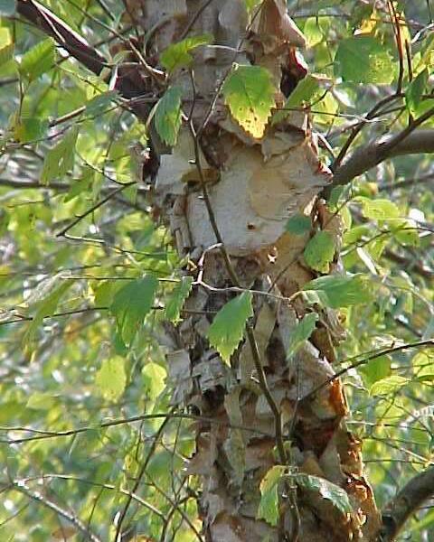 Bříza černá - Betula nigra