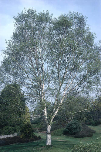 Bříza Ermanova - Betula ermanii