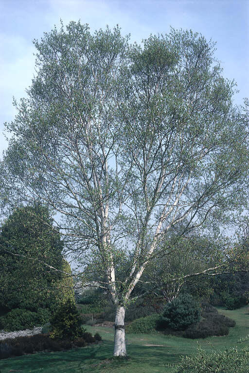 Bříza Ermanova - Betula ermanii