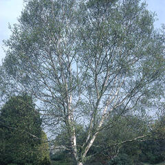 Bříza Ermanova - Betula ermanii