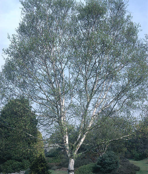 Bříza Ermanova - Betula ermanii