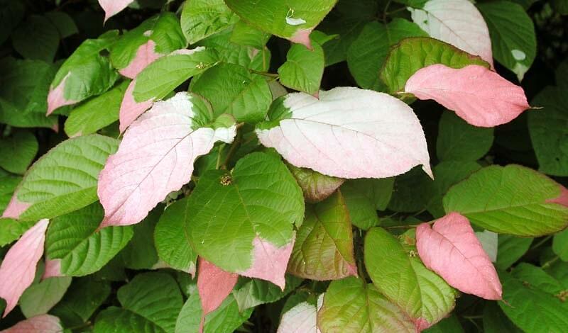 Aktinidie, kiwi sibiřské - Actinidia kolomikta