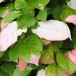 Aktinidie kolomikta - Actinidia kolomikta