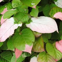 Aktinidie, kiwi sibiřské - Actinidia kolomikta