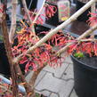 Vilín prostřední 'Diane' - Hamamelis intermedia 'Diane'