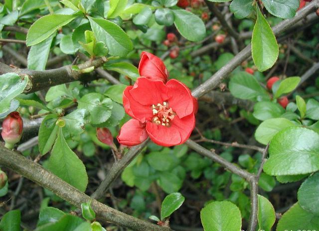 Kdoulovec japonský - Chaenomeles japonica