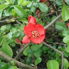 Kdoulovec japonský - Chaenomeles japonica