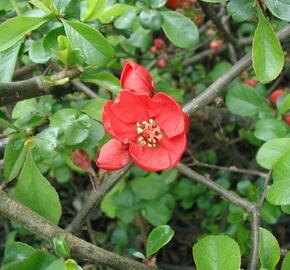 Kdoulovec japonský - Chaenomeles japonica