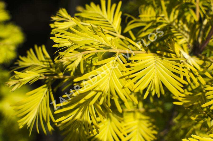 Metasekvoje tisovcovitá 'Goldrush' - Metasequoia glyptostroboides 'Goldrush'