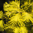 Metasekvoje tisovcovitá 'Goldrush' - Metasequoia glyptostroboides 'Goldrush'
