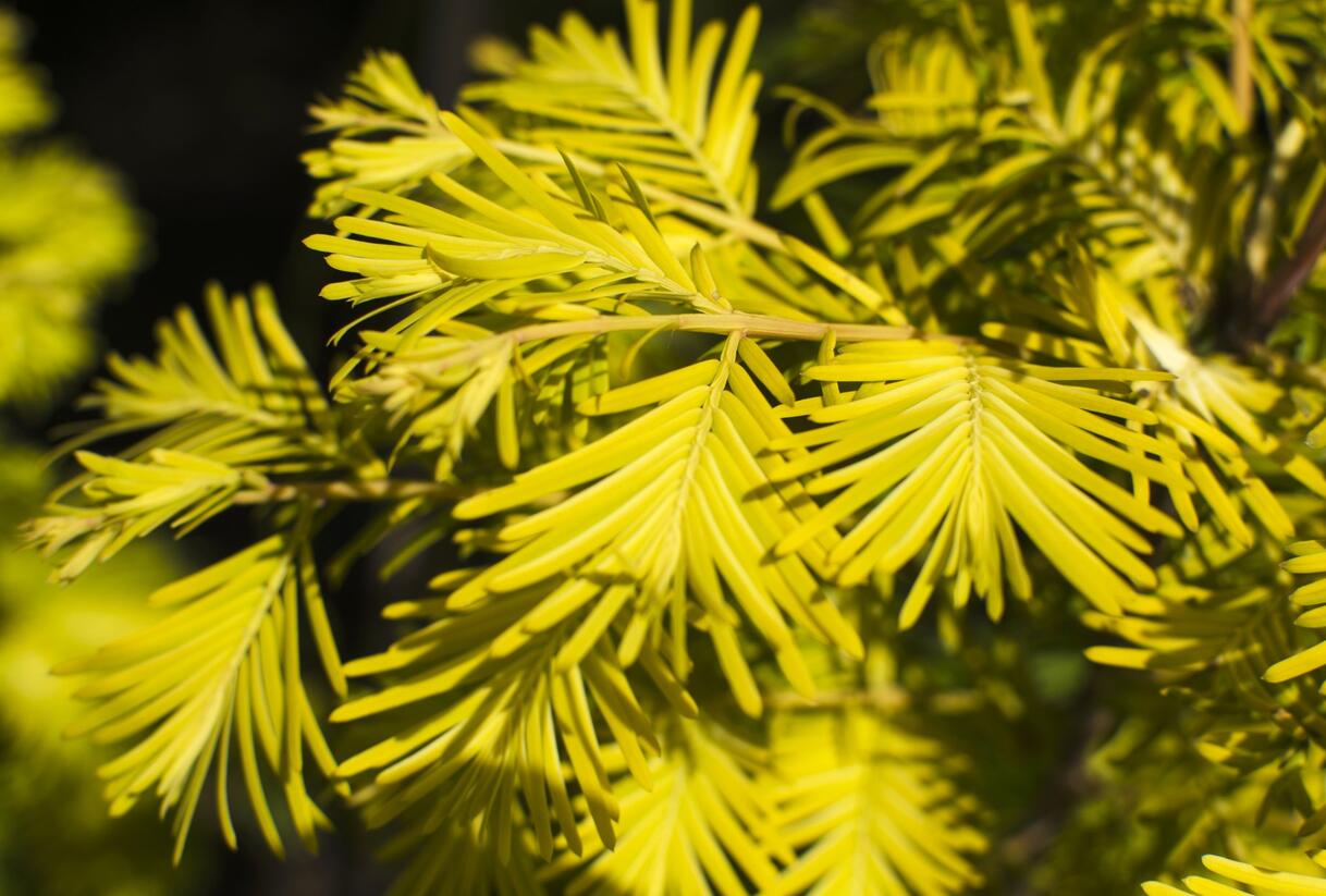 Metasekvoje tisovcovitá 'Goldrush' - Metasequoia glyptostroboides 'Goldrush'
