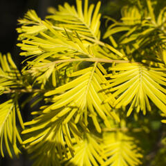 Metasekvoje tisovcovitá 'Goldrush' - Metasequoia glyptostroboides 'Goldrush'