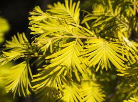Metasekvoje tisovcovitá 'Goldrush' - Metasequoia glyptostroboides 'Goldrush'