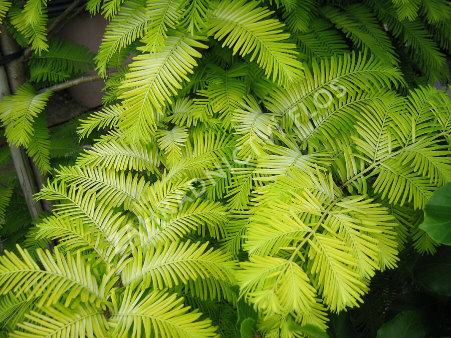 Metasekvoje tisovcovitá 'Goldrush' - Metasequoia glyptostroboides 'Goldrush'