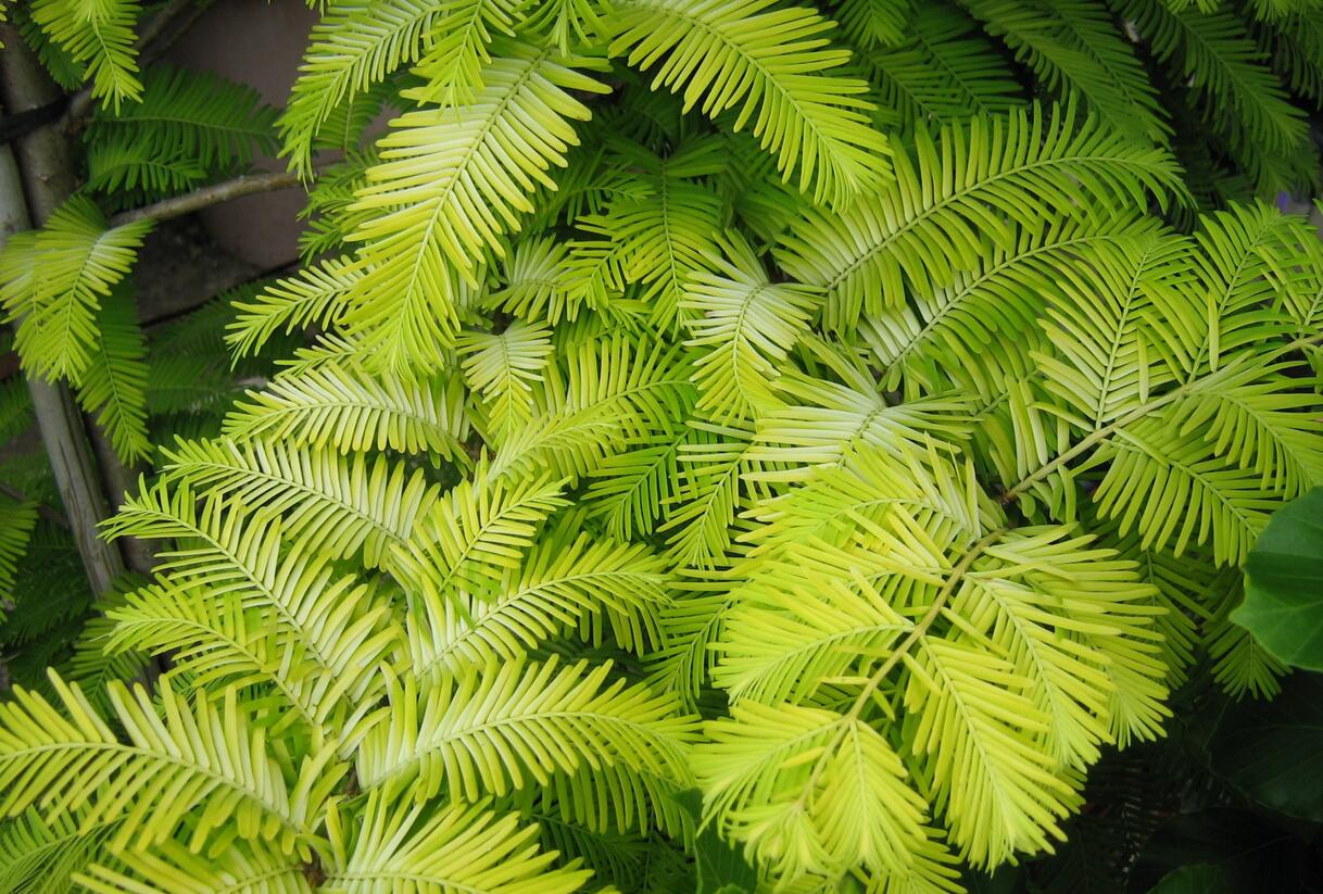 Metasekvoje tisovcovitá 'Goldrush' - Metasequoia glyptostroboides 'Goldrush'
