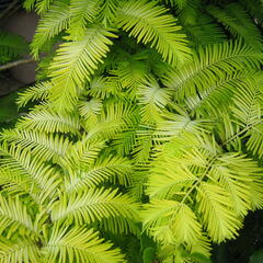 Metasekvoje tisovcovitá 'Goldrush' - Metasequoia glyptostroboides 'Goldrush'