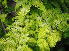 Metasekvoje tisovcovitá 'Goldrush' - Metasequoia glyptostroboides 'Goldrush'