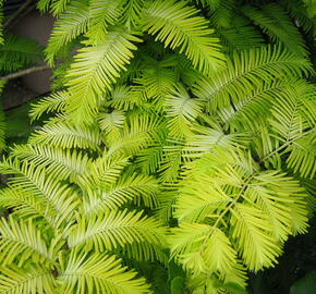 Metasekvoje tisovcovitá 'Goldrush' - Metasequoia glyptostroboides 'Goldrush'