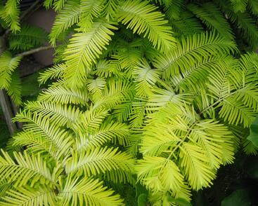 Metasekvoje tisovcovitá 'Goldrush'